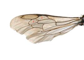   Microthurge pygmaeus  female wing, photo: C. Ritner 
